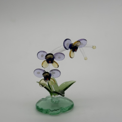 Phalaenopsis