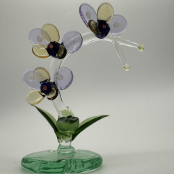 Phalaenopsis